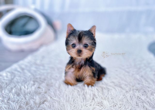 Tiny teacup yorkie puppies for sale near outlet me